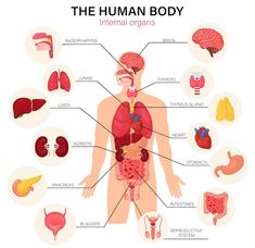 the human body with all its organ systems and their corresponding organs, labeled in red