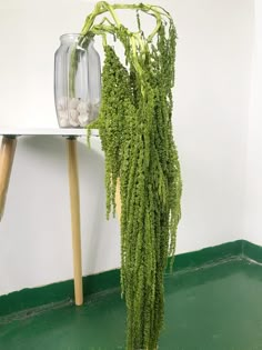 a green plant hanging from the side of a white wall next to a glass vase