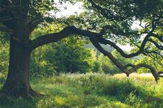 an old tree in the middle of a grassy field