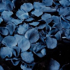 blue petals are scattered on the ground