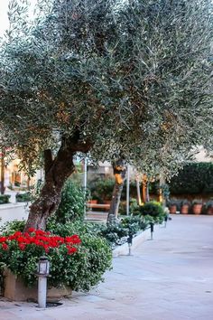 A serene Mediterranean garden with classic olive trees and lush greenery. Garden Ideas Layout, Balcony Garden Ideas, Mediterranean Plants