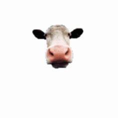 a cow's head is shown against a white background