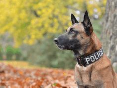 a brown and black dog sitting next to a tree on top of leaf covered ground