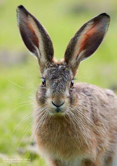 a close up of a rabbit in the grass looking at the camera with an alert look on its face