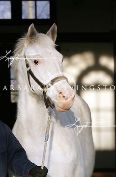 a man standing next to a white horse in front of a building and holding the reins