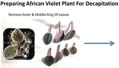 several small plants are shown with the words preparing african violet plant for decapation