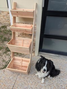 a black and white dog laying on the ground next to a wooden shelf that is made out of wood