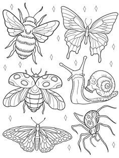 four different types of bugs and insects coloring pages for kids to color on the page