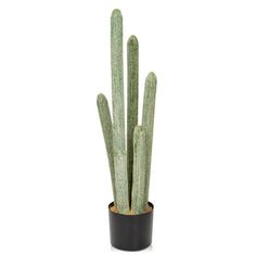 a green plant in a black pot on a white background