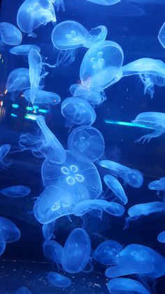 many jellyfish are swimming in an aquarium tank at night time and look like they're floating