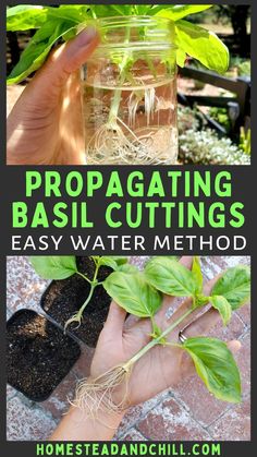 a person holding up some plants with the words propagating basil cuttings easy water method