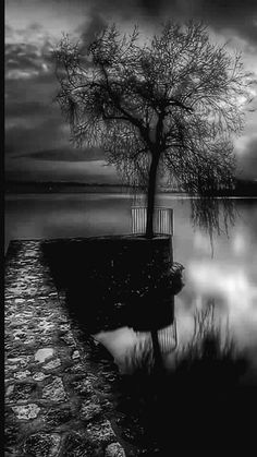 a black and white photo of a tree by the water