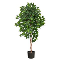 a small potted tree with green leaves