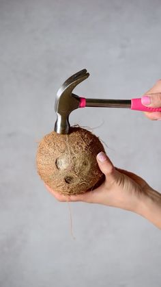 a hand holding a coconut with a hammer stuck in it's head and an open nut