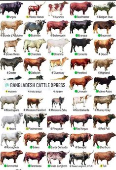 the different breeds of cattle are shown in this chart, which shows their names and colors