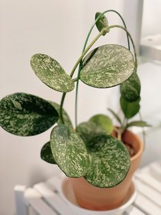 a potted plant sitting on top of a white shelf