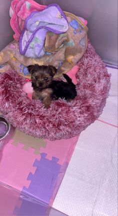 a small dog laying on top of a pink bed