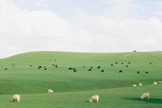 a herd of sheep grazing on top of a lush green field next to a hill