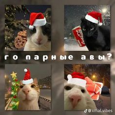 four different pictures of cats wearing christmas hats