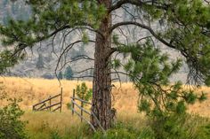 a wooden fence in the middle of a field next to a tall tree and grass