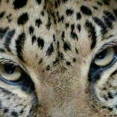 a close up shot of the eyes of a leopard