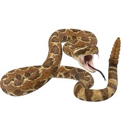 a large snake with it's mouth open and tongue out, on a white background