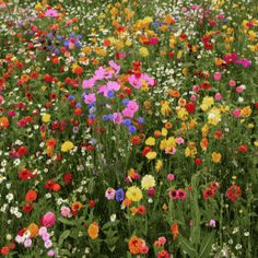 a field full of different colored flowers