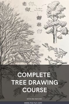 Complete Trees Drawing Course - Fundamentals + step-by-step videos of process + downloadable files How To Draw Trees, Drawing Fundamentals, Draw Trees, Trees Drawing, Beginner Drawing Lessons, Landscape Pencil Drawings, Composition Drawing, Drawing Scenery, Important Things To Know