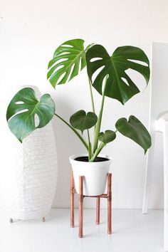 there is a potted plant next to a white vase