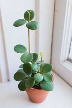 a potted plant sitting on top of a window sill