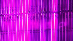 Neon Lights Pink Purple. Retro Vintage Neon Tubes. Street Urban Decoration. Purple Retro, Vintage Neon, Neon Nights, Neon Lights, Pink And Purple, Neon Lighting, Neon Pink, Pink Purple, Mood Board