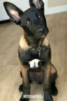 a small black and brown dog sitting on top of a wooden floor