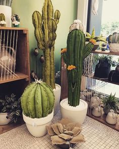 three large cactus plants sitting in white pots on a table next to other potted plants