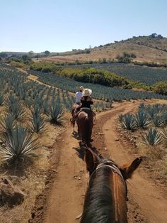 two people riding horses on a dirt road in the middle of an arid area with pineapple trees