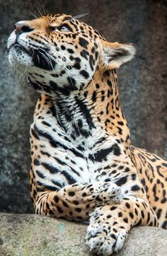 a large leopard laying on top of a rock