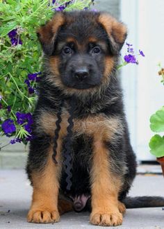 a puppy sitting next to a potted plant with purple flowers in it's mouth