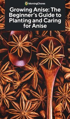 anise the beginner's guide to planting and caring for ants