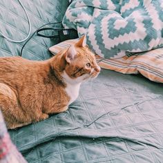 an orange and white cat sitting on top of a bed next to a blue blanket