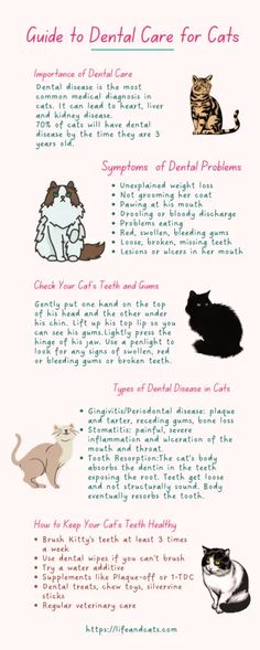 an info sheet describing the different types of cats and how they are used to care for them