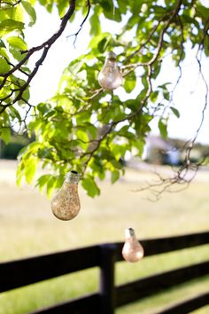 three light bulbs hanging from a tree branch in front of a fence and grass field