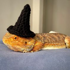 a lizard with a black hat on it's head sitting on a blue blanket