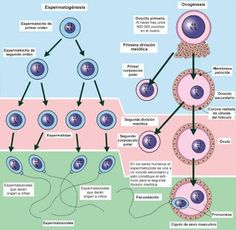 the diagram shows different types of cells in an animal's body and how they interact with each other