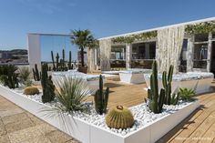 an outdoor patio with cactus and succulents