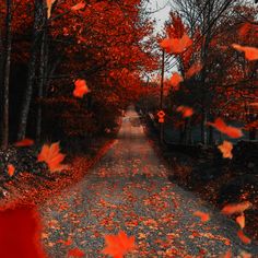 red leaves are flying in the air over a road that is surrounded by trees and bushes