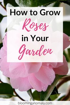 a pink flower with the words how to grow roses in your garden on top of it