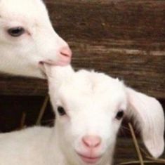 two lambs are standing next to each other