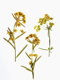 three yellow flowers on a white background