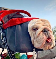 a dog is sitting in a stroller with its head sticking out and tongue hanging out