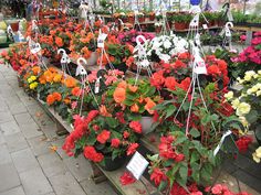 many potted flowers are on display in the store's garden section, with price tags hanging from them