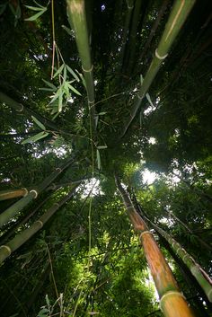 looking up into the canopy of a bamboo tree